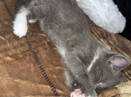 Grey Kitten
