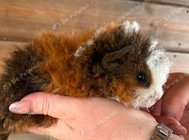 2 baby boys texel