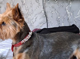Yorkshire Terrier puppies