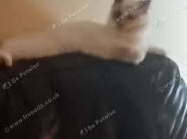 Beautiful Full Ragdoll needs a five-star indoor home