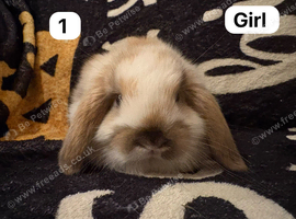 Stunning mini lops for sale