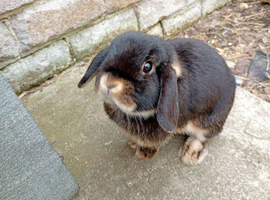 Gorgeous friendly young female mini lop