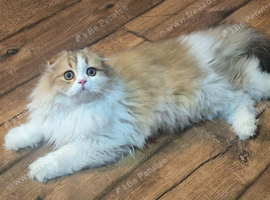 Scottish fold longhair boy