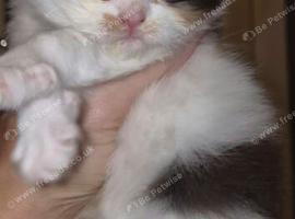 Beautiful kittens