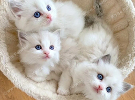 Ragdoll Kittens