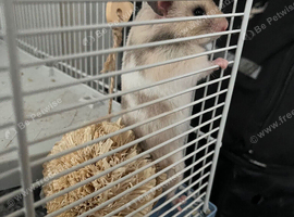 Hamster