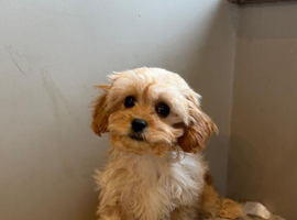cavapoochons
