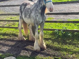 Blagdon filly cob