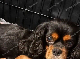 Cavapoo boys and girls