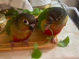 Beautiful conure pair