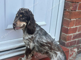 2&half year old show cocker female