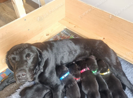 Gorgeous Black Labrador Puppies