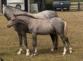Colt foal by Paddock Rio