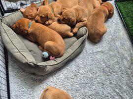 *ONLY 4 REMAINING* Fox Red Labrador Puppies