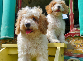 Cavapoo poo puppies