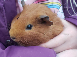 Guinea Pig Males Available Now