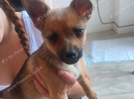 Girl left Jack Russell cross Pomeranian