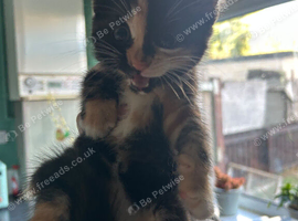 6  lovely kittens looking for good homez
