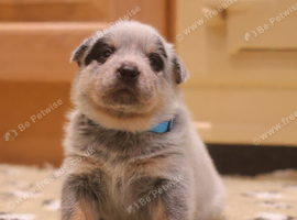 Australian Cattle Dog Puppies