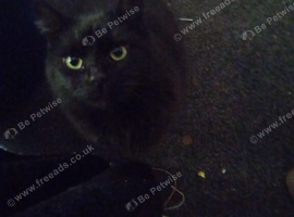 Boy cat for sale