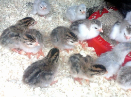 Guinea Fowl eggs available for hatching