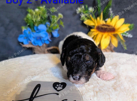 One stunning boy still available!