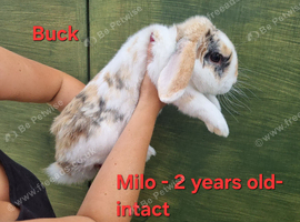 Genuine mini lop breeding trio or pets- 2girl 1boy