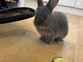 Baby bunnies
