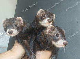Beautiful ferret hobs