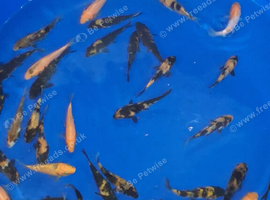 KOI CARP FOR SALE