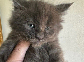 Tica Registered Polydactyl Maine Coons