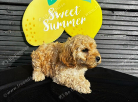 STUNNING F1 COCKAPOO PUPPIES ready now.