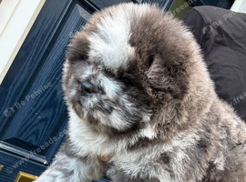 Exotic rare colour  bear face chow chow puppies