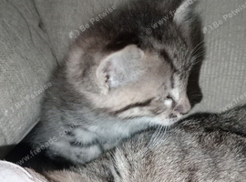 3 Senegal cross kittens