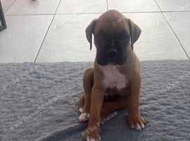 Boxer pups ready to go 10th July