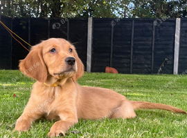 Last Boy KC Fox Red Golden retriever puppies