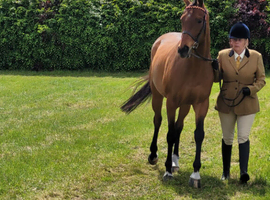 7 yr old Irish thoroughbred
