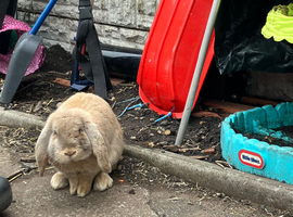 French Lop