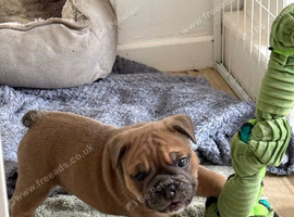 English Bulldog Puppies