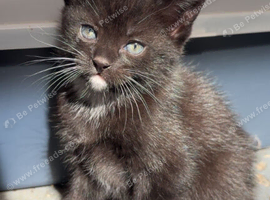 2 male kittens