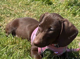 Beautiful girl dashound 6 months old