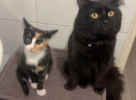 2 beautiful cats looking needing a new home