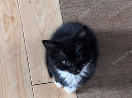 4 kittens for sale