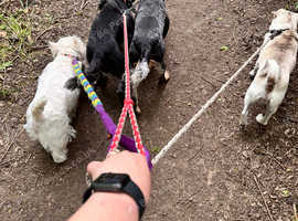 Dog walker