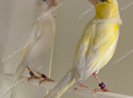 Irish Fancy Canaries (Essex)