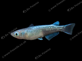 Medaka adults & juveniles available.