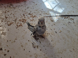 Baby budgies