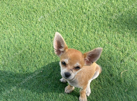 Chihuahua Appel head toy boy puppy