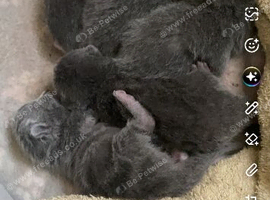 6 kittens British shorthair x Russian blue