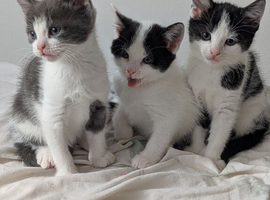 Kittens ready now